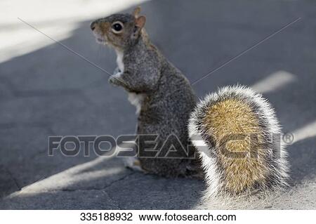 Stock Image - Side profile of a squirrel. Fotosearch