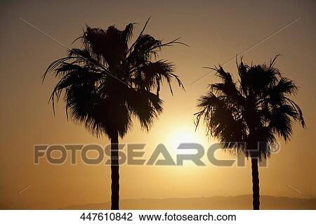 Silhouette of palm trees, Santa Monica, Los Angeles County, California, USA View Large Photo Image Stock Image - Silhouette of palm trees, Santa Monica, Los Angeles County, California, USA. Fotosearch