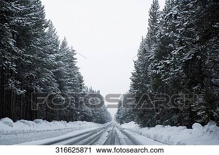 Snow covered road passing through a forest, Old Trail Town, Cody, Wyoming, USA View Large Photo Image Stock Image - Snow covered road passing through a forest, Old Trail Town, Cody, Wyoming, USA. Fotosearch