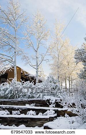 Snow covered trees in front of a building, Santa Fe, New Mexico, USA View Large Photo Image Stock Image - Snow covered trees in front of a building, Santa Fe, New Mexico, USA. Fotosearch