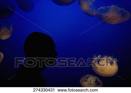 Tourist watching jelly fish (chironex fleckeri) in an aquarium, Monterey Bay Aquarium, Monterey, California, USA View Large Photo Image Stock Image - Tourist watching jelly fish (chironex fleckeri) in an aquarium, Monterey Bay Aquarium, Monterey, California, USA. Fotosearch