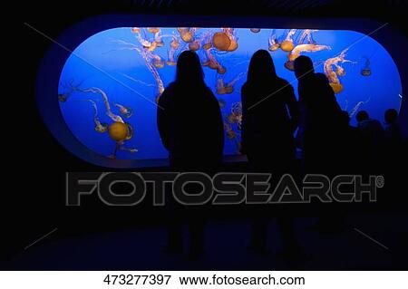 Stock Photo - Tourists watching jelly fish (chironex fleckeri) in an aquarium, Monterey Bay Aquarium, Monterey, California, USA. Fotosearch