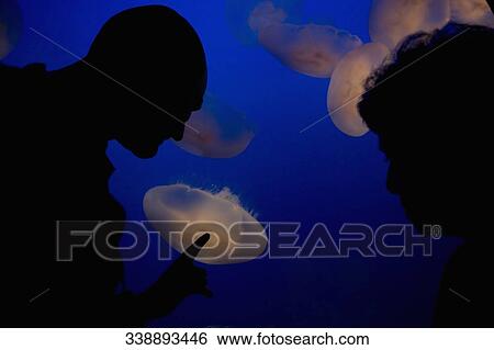 Tourists watching jelly fish (chironex fleckeri) in an aquarium, Monterey Bay Aquarium, Monterey, California, USA View Large Photo Image Stock Photograph - Tourists watching jelly fish (chironex fleckeri) in an aquarium, Monterey Bay Aquarium, Monterey, California, USA. Fotosearch