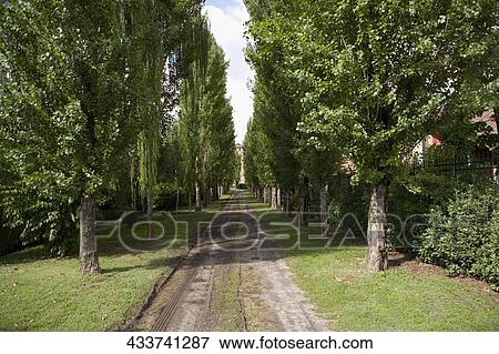 Trees along a dirt road, Mozzanica, Bergamo Province, Lombardy, Italy View Large Photo Image Stock Photo - Trees along a dirt road, Mozzanica, Bergamo Province, Lombardy, Italy. Fotosearch