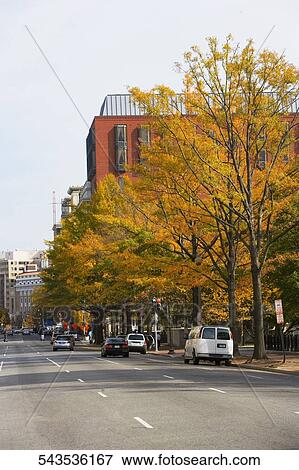 Stock Photo - Trees along a road in a city, Washington DC, Washington State, USA. Fotosearch
