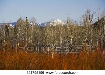 Trees in autumn with mountains in the background, Grand Teton National Park, Wyoming, USA View Large Photo Image Stock Photograph - Trees in autumn with mountains in the background, Grand Teton National Park, Wyoming, USA. Fotosearch