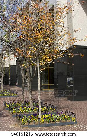 Trees in front of a building, Washington DC, Washington State, USA View Large Photo Image Stock Photography - Trees in front of a building, Washington DC, Washington State, USA. Fotosearch