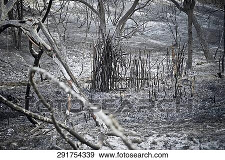 Trees on a landscape View Large Photo Image Stock Photo - Trees on a landscape. Fotosearch