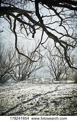 Trees on a mountain View Large Photo Image Picture - Trees on a mountain. Fotosearch