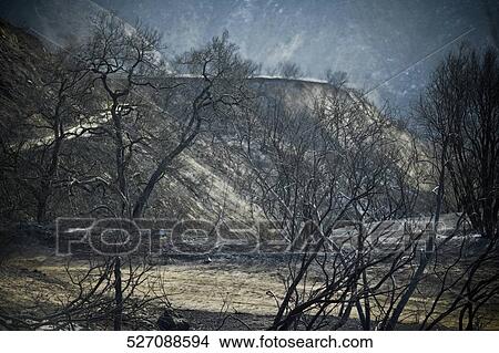 Picture - Trees on a mountain. Fotosearch