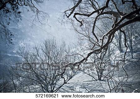 Trees on a mountain View Large Photo Image Stock Image - Trees on a mountain. Fotosearch