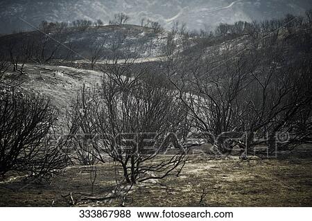 Stock Photo - Trees on a mountain. Fotosearch