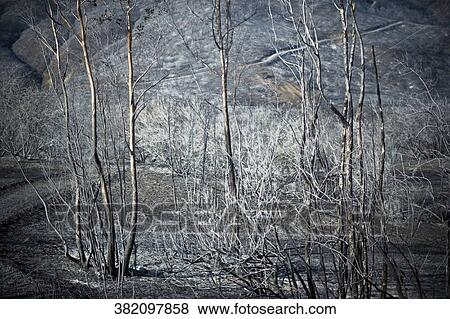 Trees on a mountain View Large Photo Image Stock Photo - Trees on a mountain. Fotosearch