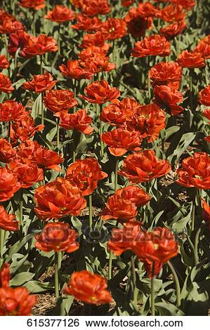 Stock Photograph - Tulip flowers in a field, Washington DC, USA. Fotosearch