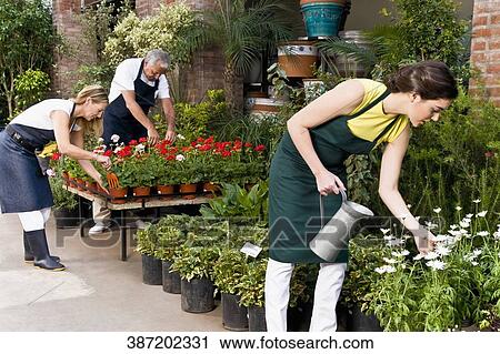 Two women with a man working in a garden View Large Photo Image Stock Image - Two women with a man working in a garden. Fotosearch
