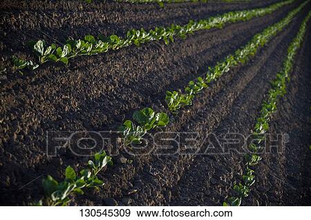 Vegetables in a field, California, USA View Large Photo Image Stock Photo - Vegetables in a field, California, USA. Fotosearch