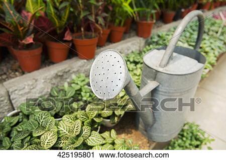 Stock Image - Watering can in a greenhouse. Fotosearch