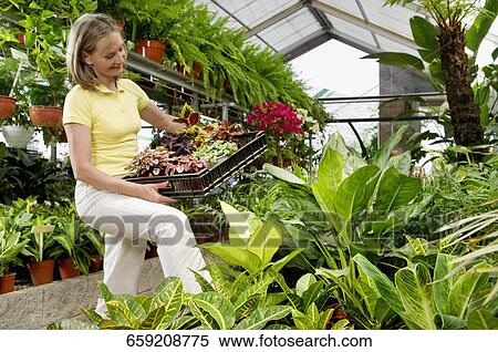 Woman carrying a tray of plants View Large Photo Image Stock Photography - Woman carrying a tray of plants. Fotosearch