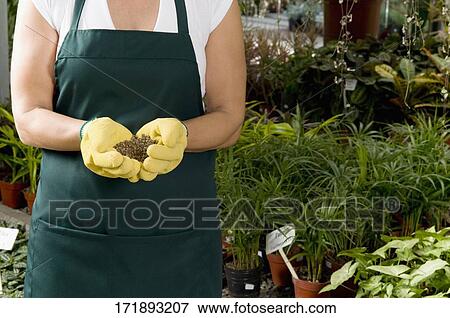 Woman holding a handful of compost in a greenhouse View Large Photo Image Stock Photo - Woman holding a handful of compost in a greenhouse. Fotosearch