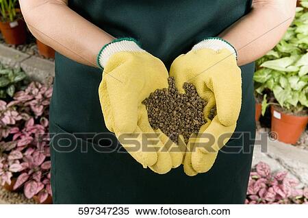 Woman holding a handful of compost in a greenhouse View Large Photo Image Stock Photography - Woman holding a handful of compost in a greenhouse. Fotosearch