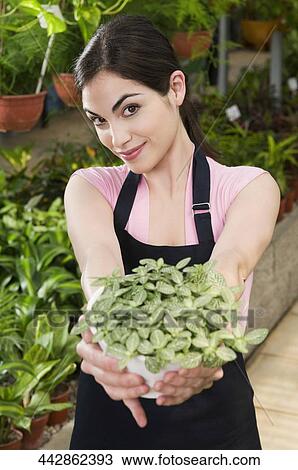 Stock Image - Woman holding a potted plant in a greenhouse. Fotosearch