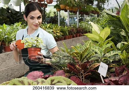 Woman holding a potted plant in a greenhouse View Large Photo Image Stock Photo - Woman holding a potted plant in a greenhouse. Fotosearch