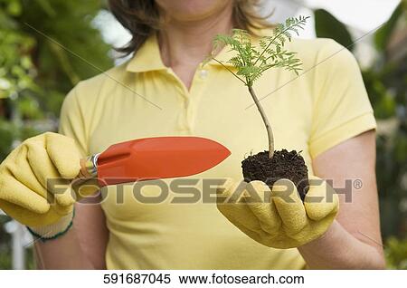 Woman holding a sapling and a trowel in a greenhouse View Large Photo Image Stock Photography - Woman holding a sapling and a trowel in a greenhouse. Fotosearch