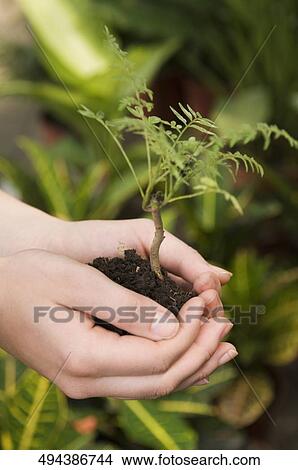 Woman holding a sapling in a greenhouse View Large Photo Image Picture - Woman holding a sapling in a greenhouse. Fotosearch
