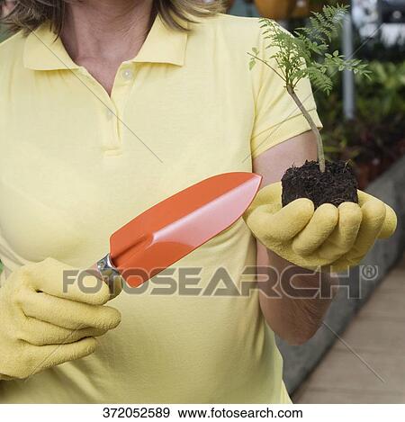 Woman holding a sapling in a greenhouse View Large Photo Image Stock Photo - Woman holding a sapling in a greenhouse. Fotosearch