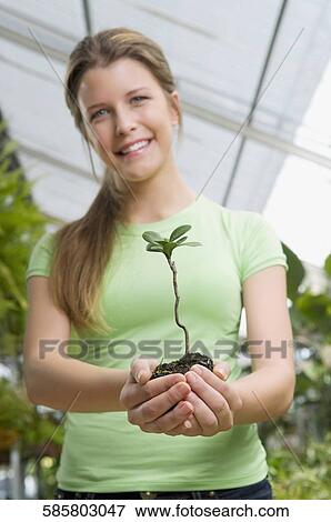 Woman holding a sapling in a greenhouse View Large Photo Image Stock Photo - Woman holding a sapling in a greenhouse. Fotosearch