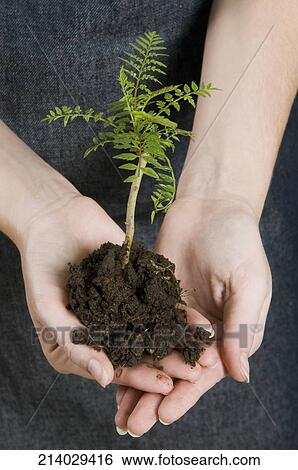 Woman holding a sapling in a greenhouse View Large Photo Image Stock Photograph - Woman holding a sapling in a greenhouse. Fotosearch