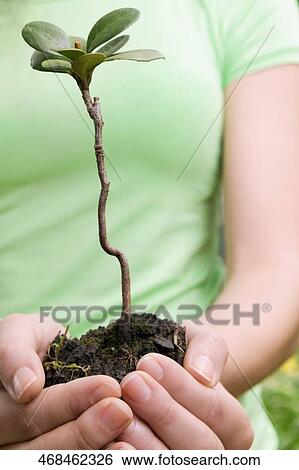 Woman holding a sapling in a greenhouse View Large Photo Image Stock Photograph - Woman holding a sapling in a greenhouse. Fotosearch