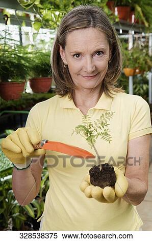 Woman holding a sapling in a greenhouse View Large Photo Image Stock Photography - Woman holding a sapling in a greenhouse. Fotosearch