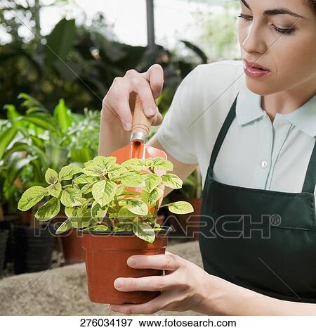 Stock Photo - Woman planting a plant in a pot. Fotosearch