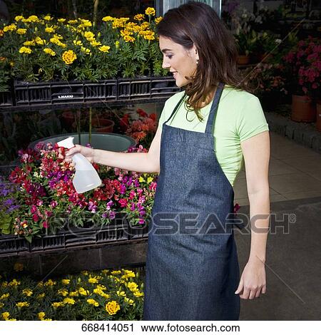 Woman spraying water on flowers in a greenhouse View Large Photo Image Stock Image - Woman spraying water on flowers in a greenhouse. Fotosearch