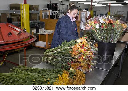 Woman working in a flower warehouse, Miami, Florida, USA View Large Photo Image Stock Image - Woman working in a flower warehouse, Miami, Florida, USA. Fotosearch