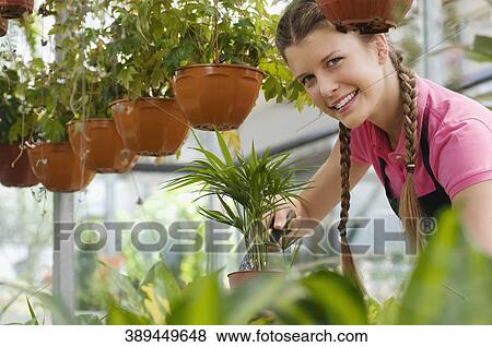 Woman working in a greenhouse View Large Photo Image Stock Photo - Woman working in a greenhouse. Fotosearch