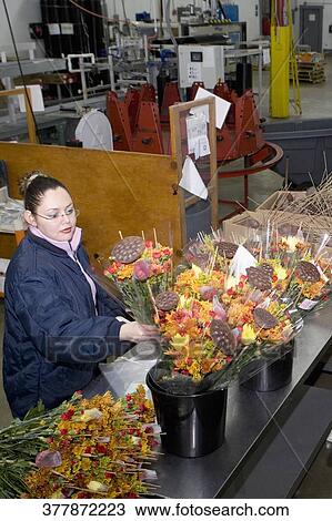 Workers working in a flower warehouse, Miami, Florida, USA View Large Photo Image Stock Image - Workers working in a flower warehouse, Miami, Florida, USA. Fotosearch