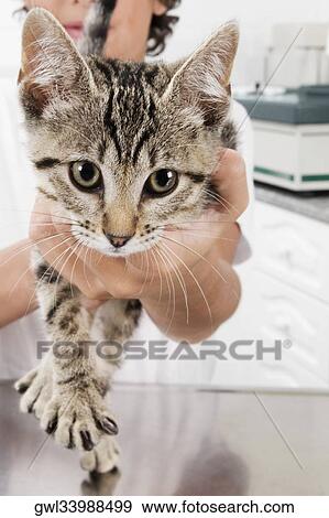 Boy carrying a cat in a veterinary hospital View Large Photo Image Stock Photo - Boy carrying a cat in a veterinary hospital. Fotosearch
