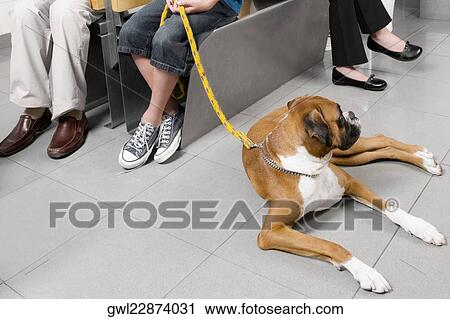 Boy holding the leash of a dog in a veterinary hospital View Large Photo Image Stock Image - Boy holding the leash of a dog in a veterinary hospital. Fotosearch