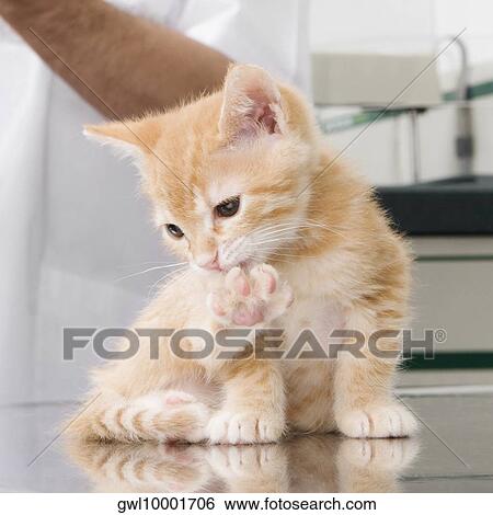 Cat licking its paw View Large Photo Image Stock Photograph - Cat licking its paw. Fotosearch