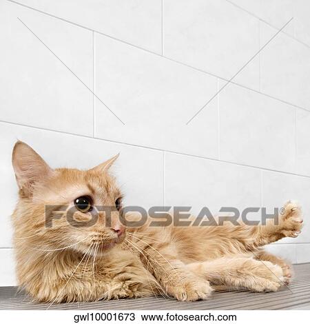 Cat lying in a veterinary hospital View Large Photo Image Stock Image - Cat lying in a veterinary hospital. Fotosearch