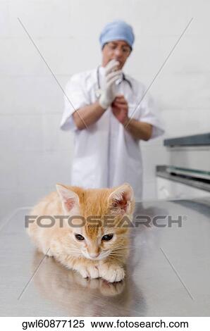 Stock Photography - Cat sitting with a vet in the background. Fotosearch
