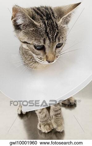 Cat wearing a protective collar View Large Photo Image Stock Image - Cat wearing a protective collar. Fotosearch