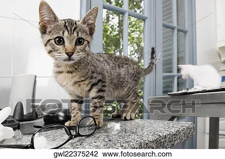 Cats in a veterinary hospital View Large Photo Image Stock Image - Cats in a veterinary hospital. Fotosearch