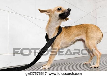Stock Photo - Close-up of a dog in a veterinary hospital. Fotosearch