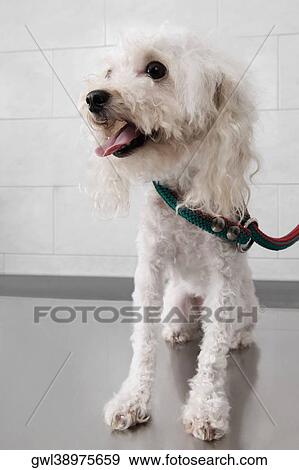 Close-up of a dog in a veterinary hospital View Large Photo Image Stock Photo - Close-up of a dog in a veterinary hospital. Fotosearch