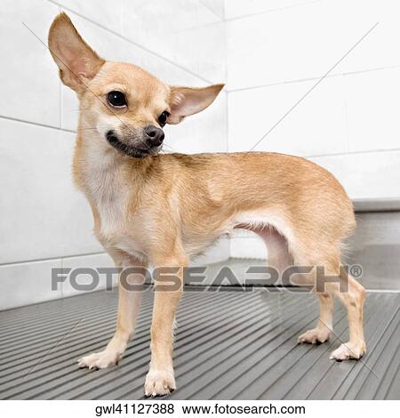 Close-up of a dog in a veterinary hospital View Large Photo Image Stock Photo - Close-up of a dog in a veterinary hospital. Fotosearch