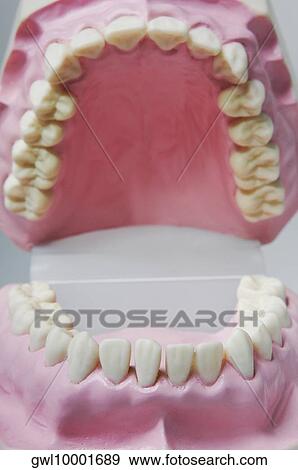 Close-up of a set of dentures View Large Photo Image Stock Photo - Close-up of a set of dentures. Fotosearch