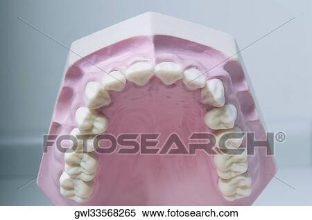 Stock Photography - Close-up of a set of dentures. Fotosearch